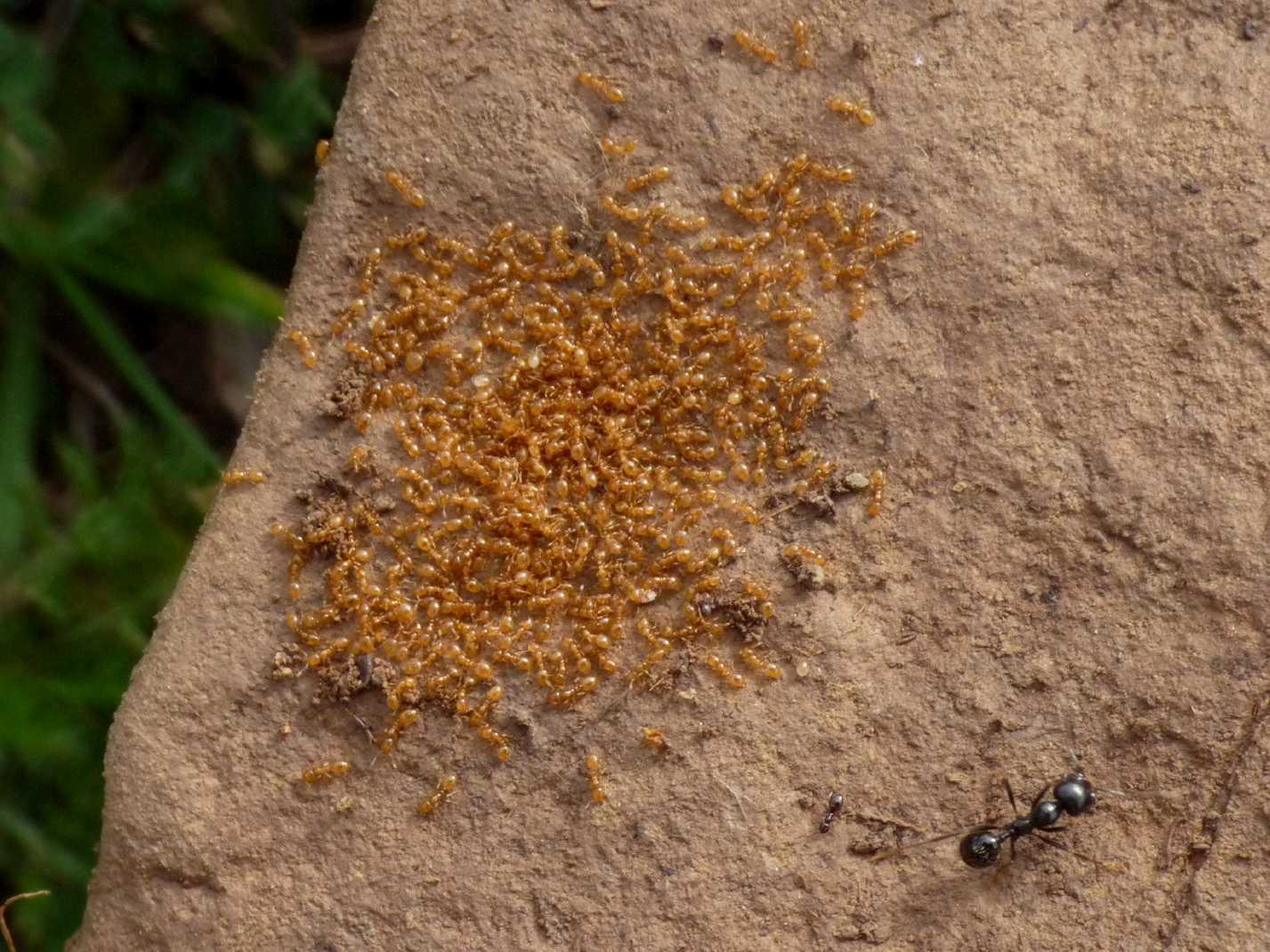 Solenopsis fugax